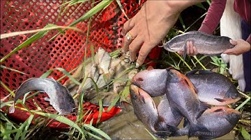 Bắt cá trê , cá vược , cá sông , cá đồng , cá mè , cá rô phi , cá nước ngọt, cá chép , các loại cá