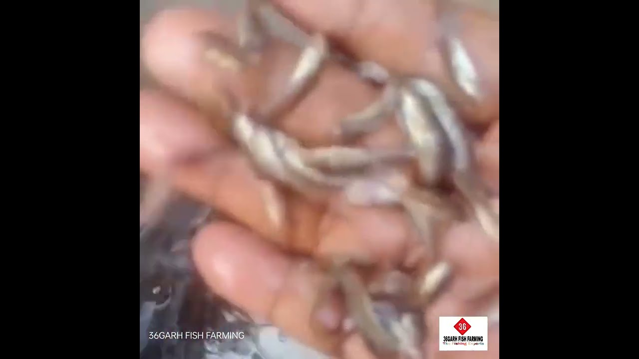 Mrigal Fish Seed Preparing In Hatchery 🐟🐟....