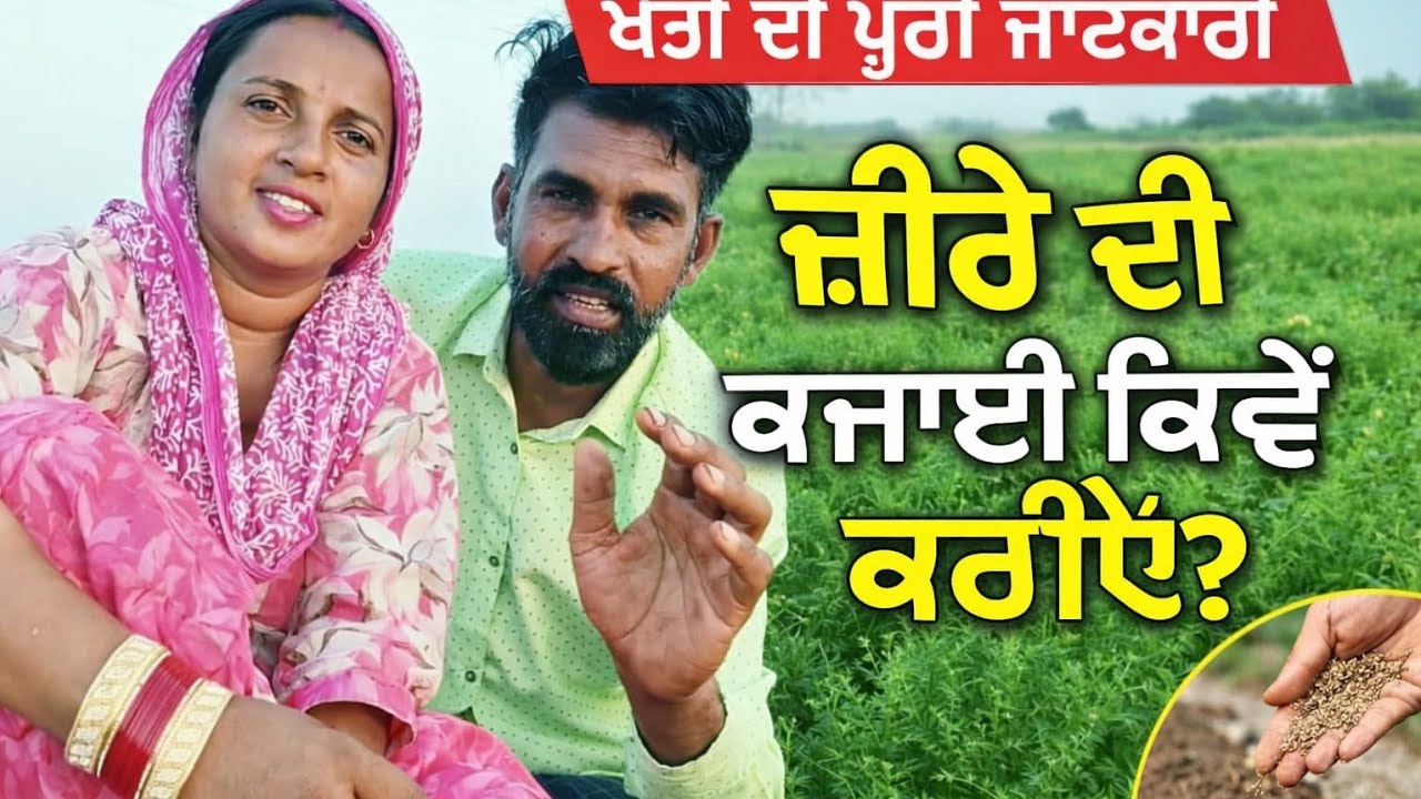 ਜੀਰੇ ਦੀ ਬੀਜਾਈ ਕਿਵੇਂ ਹੁੰਦੀ ਹੈ ਤੇ ਕਿਹੜੀ ਰੁੱਤ ਹੁੰਦੀ ਆ ਜੀਰਾ ਕੀ ਭਾਵ ਵਿਕਦਾ ਜੀਰਾ ਬਹੁਤ ਮਹਿੰਗਾ ਵਿਕਦਾ 50 ਹਜ਼ਾਰ😇