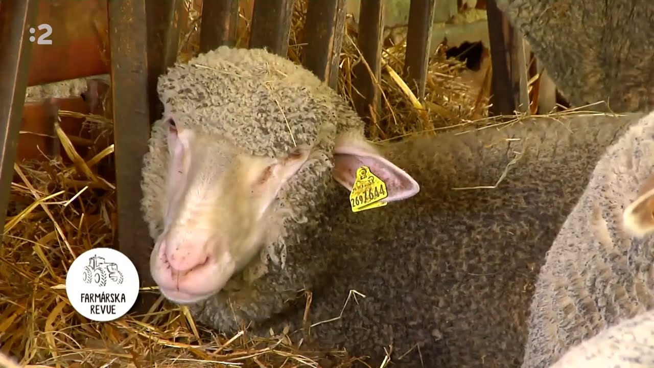 Farmárska revue - Chov Oviec, Čučoriedkova Plantáž, Malé Kravy - Farmárska revue
