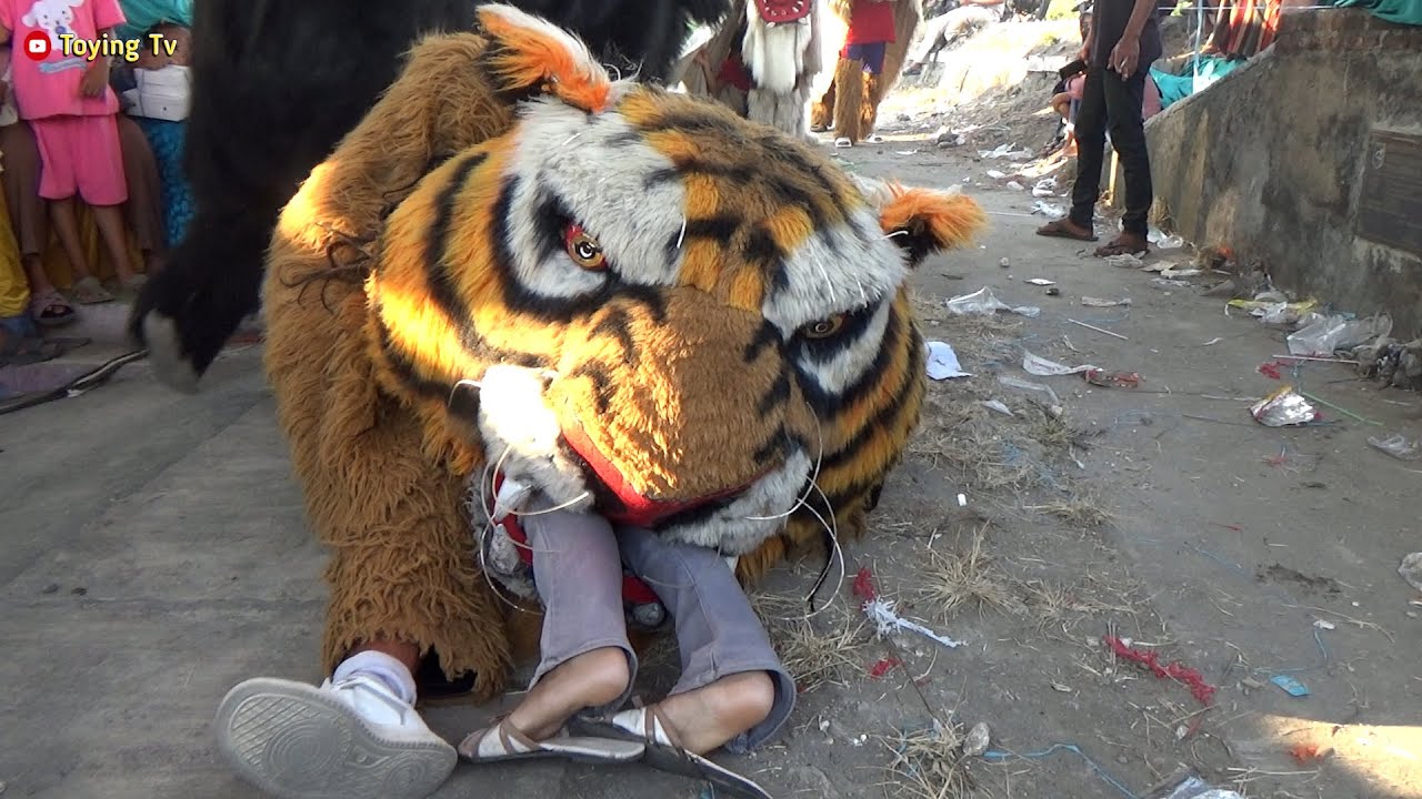 Cantik Manis Dicaplok Barongan Macan New Pandawa Di Serangan Bonang