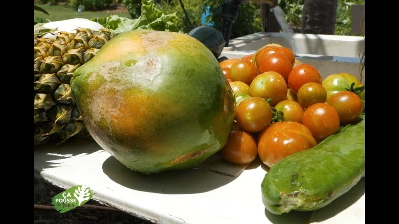 Ça pousse au fenua - Le Mag : La permaculture