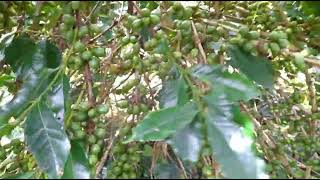 Download Lagu LAGU GAYO UNUNG UNUNG MP3