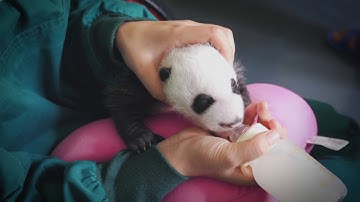 Panasonic LUMIX GH5: Go Higher - Observing the Life of Pandas in 4K at Wolong Panda Club 4/5