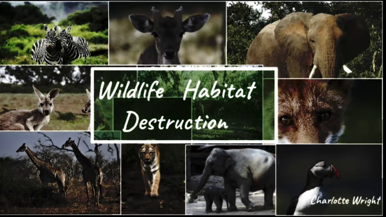 Wildlife Habitat Destruction YouTube