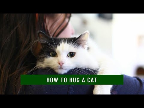 Video: How To Make Cats With Felt Hugs
