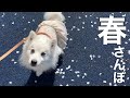 花柄ワンピースの犬服で春の犬散歩