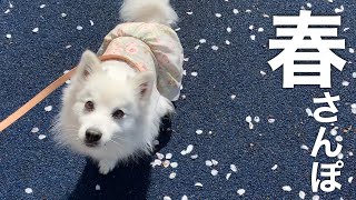 花柄ワンピースの犬服で春の犬散歩