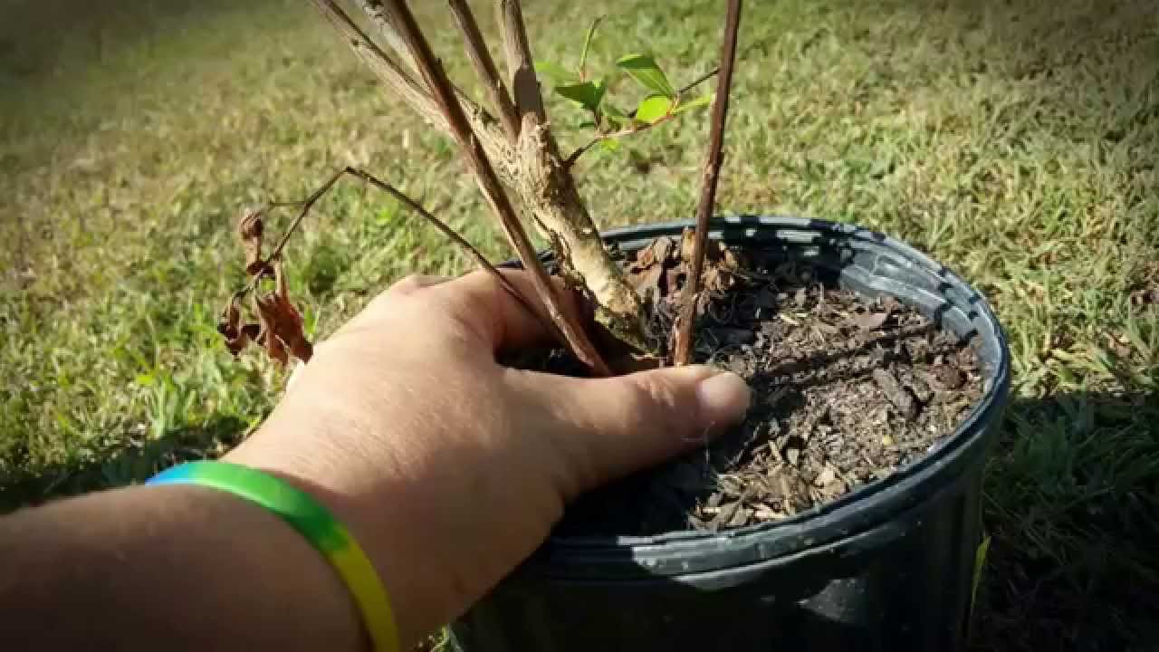 Planting Crepe Myrtles in the Fall YouTube