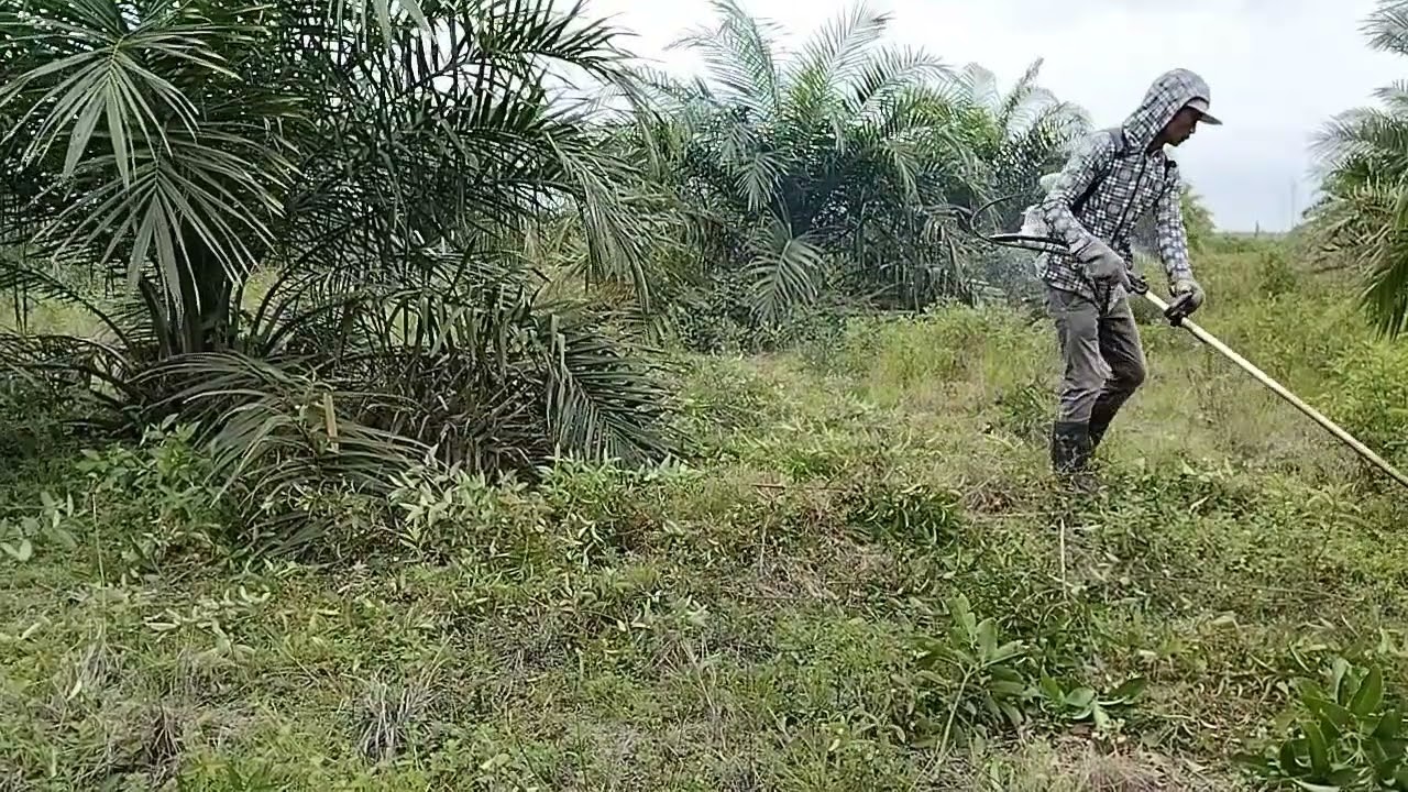 Pembersihan rumput dan kayu di kebun sawit pakai mesin babat 
