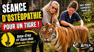 Séance d'ostéopathie pour un TIGRE ?