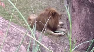 Lion at the Virginia Zoo