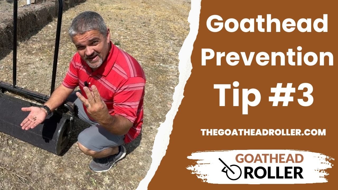 Goathead Prevention Tip #3 ~ Get the seed before it becomes a weed!  