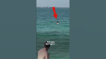 Thumbnail of Shark Goes After Swimmers 🌊🏊🦈😱 #SHORTS