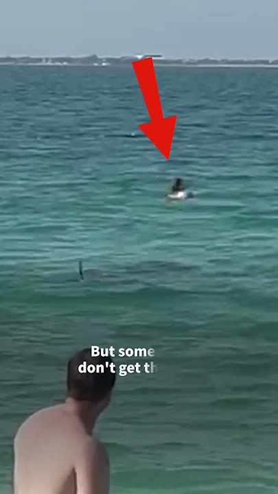 Shark Goes After Swimmers 🌊🏊🦈😱 #SHORTS