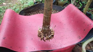 Plant Ficus Racemosa Bonsai Materials by Ato Craft 586 views 11 months ago 3 minutes, 38 seconds