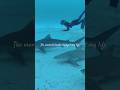 Raised by SHARKS 💙🦈 #sharks #greatwhite #tigershark #shorts #hawaii #sharkdiving