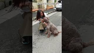 호주 시드니 여행 요약  Sydney, Australia Travel Highlights #shorts