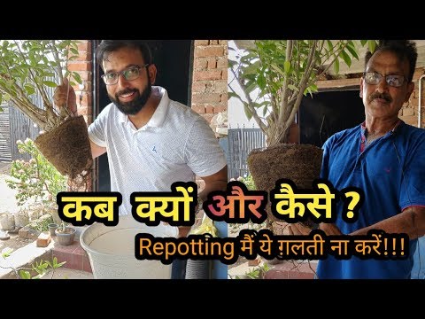 When, Why & How To do Repotting | Repotting मैं ये ग़लती ना करें | Houseplants Repot