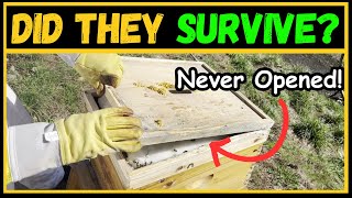 Checking on beehives for the first time ALL YEAR