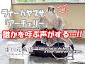 ラナーハヤブサ「アーチェリー」の誰かを呼ぶこえがする...!【掛川花鳥園公式】