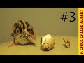 Little quail Albert eats his own egg