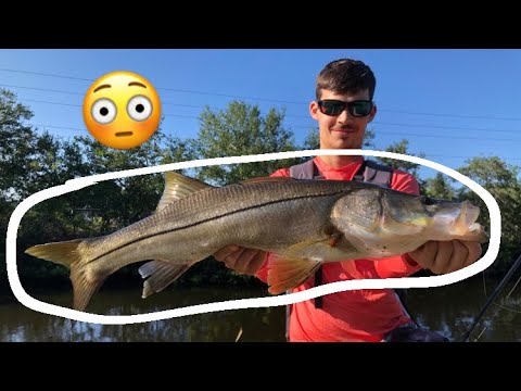 Canal fishing with NLBN lures!  Land based snook fishing 