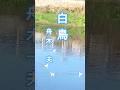 【白鳥】(しらとり)舟木一夫#shorts#白鳥#舟木一夫