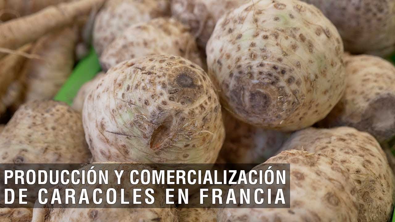 Producción y comercialización de Caracoles en Francia - TvAgro por Juan Gonzalo Angel Restrepo