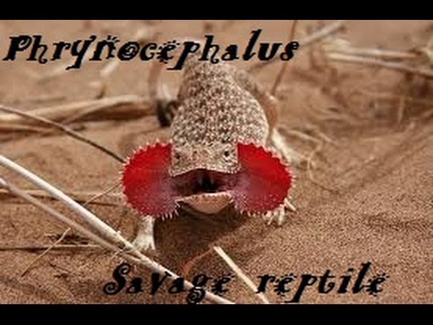 lizard skin grips Savage Reptile #1 : Le Phrynocephalus, Agame a tête de crapaud!