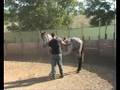 Cavallo anglo-arabo(prima parte)