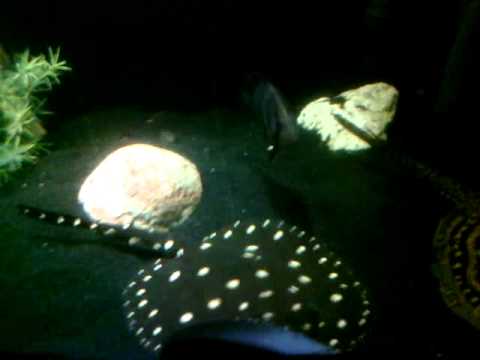 video phone beyonce mp3 Leo and Pearl Stingray Growouts