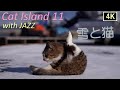 【猫×ジャズ🐈 11th】猫島の冬 元気に跳ねる子猫さん達！たっぷり猫歩き3時間 Cat Island in JAPAN with JAZZ. Japan’s paradise cat island