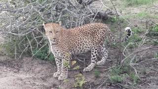 Leopard roaring repeatedly