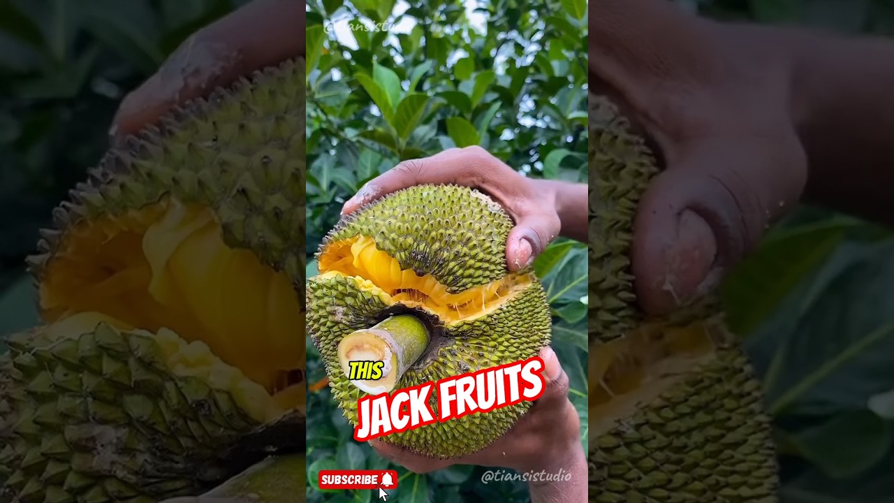 Этот гигантский фрукт на вкус как мясо! 😳🌱🥭 