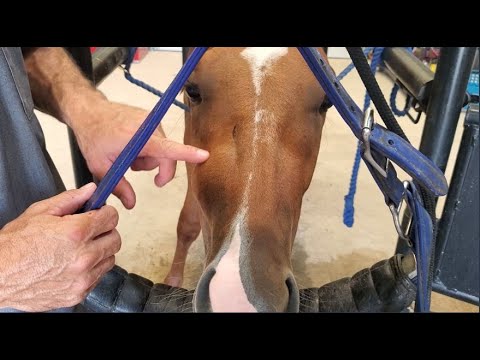 Huge Dental Infection In Young Rescued Horse - Diagnosis and Extraction