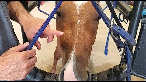 Infection dentaire grave chez un jeune cheval secouru - Diagnostic et extraction