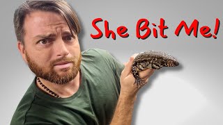 Understanding & Handling This Common Tegu Behavior!