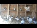 Пакистанские  голуби . Ох ,как с ними  не  просто.
