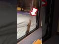 ガラス窓に閉じ込められたバカな狐😂