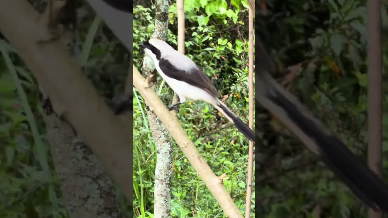 Nyandungu Eco Park. Kigali, Rwanda 