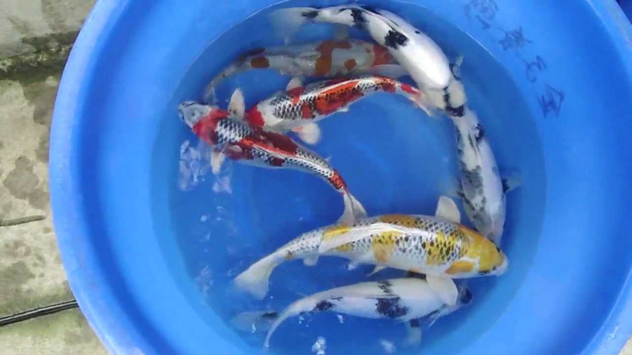 nissai mix kaneko makoi camera iphone 8 plus apk