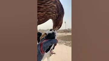 العقاب الملكي الشرقي 
