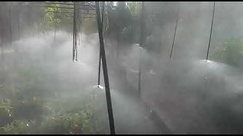 Fogger Irrigation