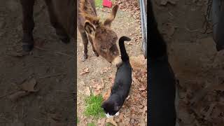 We Never EXPECTED This! #surprise #donkey #cat