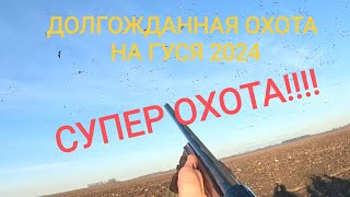 ОХОТА НА ГУСЯ В БЕЛАРУСИ!! ОТ ТАКОГО КОЛИЧЕСТВА ГУСЯ ГОЛОВА ШЛА КРУГОМ!!!!