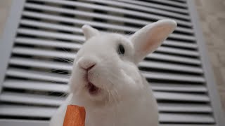 Кролик Моти Ест Морковку