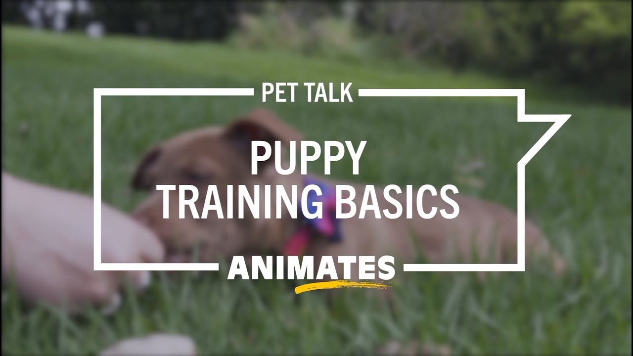 Animates Pet Talk - Puppy Training