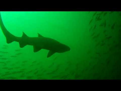 Morehead scuba graveyard of the atlantic july 2013