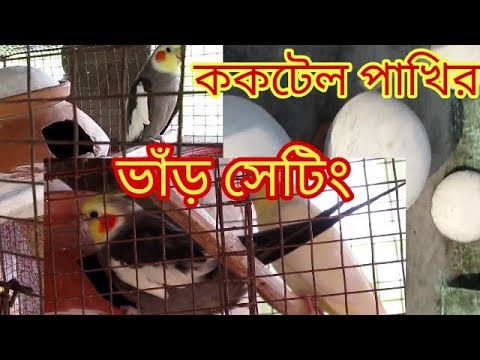 ভিডিও: কী কী ককটেল তৈরি করবেন